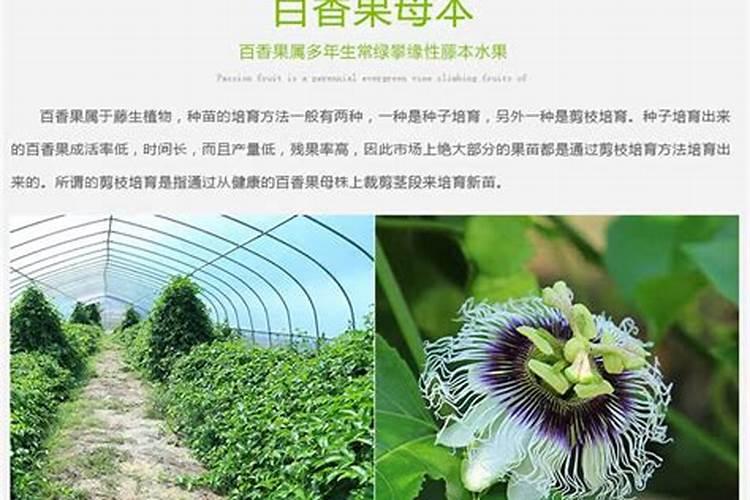 平安树哪时候施肥和怎样施肥呢 平安树什么时候施肥