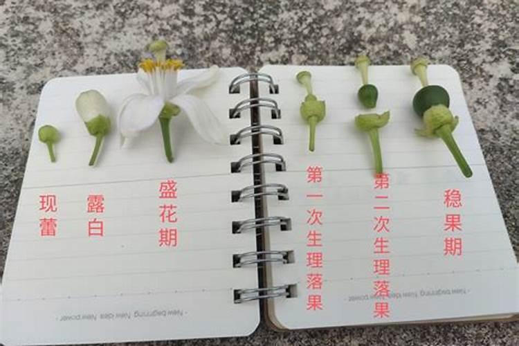 果树什么时候施肥最好 果树何时施肥最好