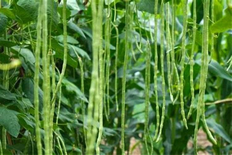 叶面肥在施用的时候需要注意哪些误区
