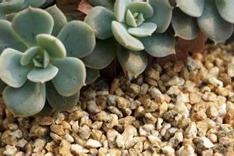 一亩地施多少磷肥合适  磷肥什么时间施最好