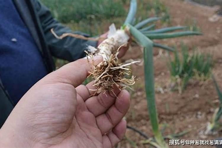 大葱怎样使用黄腐酸