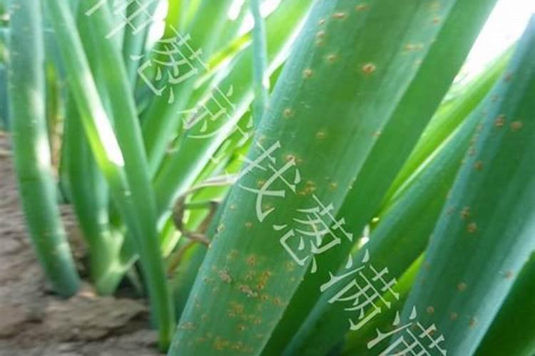 大葱干尖黄叶特效药