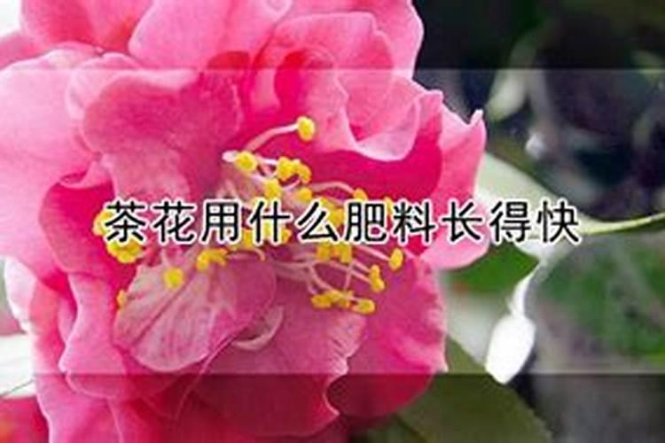 专治黄叶病的特效药