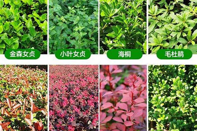 绿化树用什么肥料最好