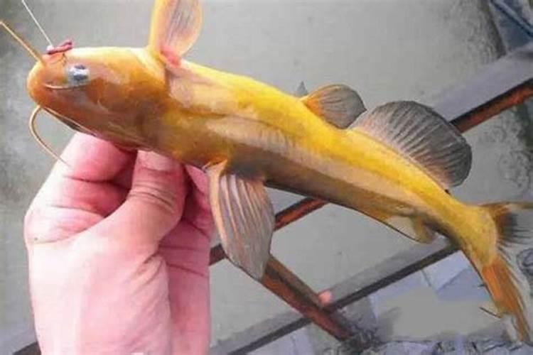 葡萄糖酸钙、氯化钙、碳酸钙中什么的含钙量最高,其含钙量是多少