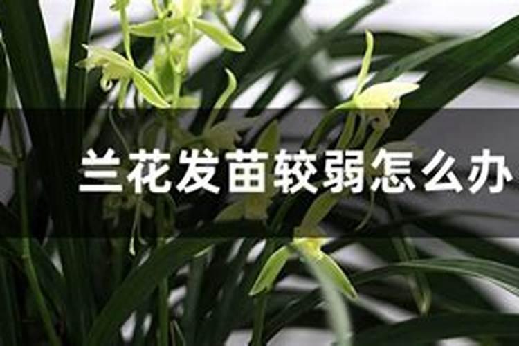 玉米小苗打什么药荘苗