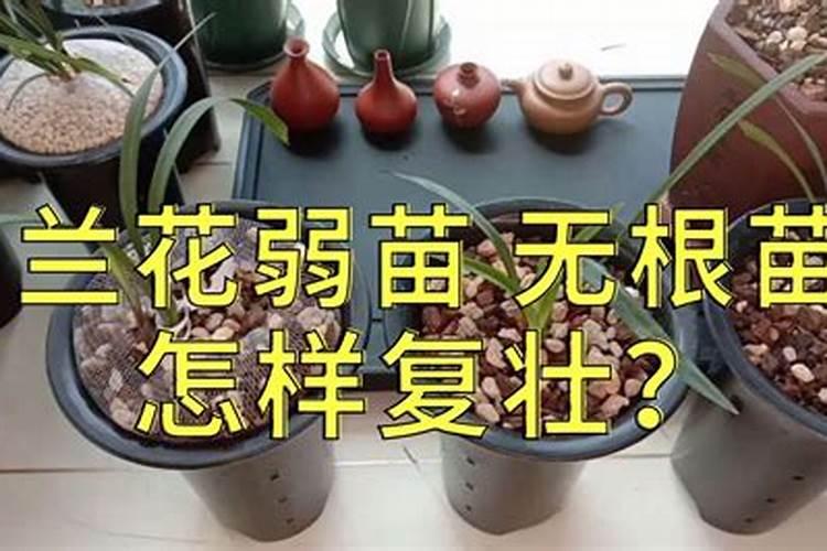 花卉为什么长势差,易死苗,中后期易黄叶,影响开花质量？