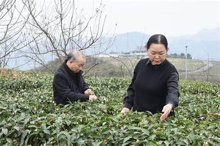茶叶施肥时间