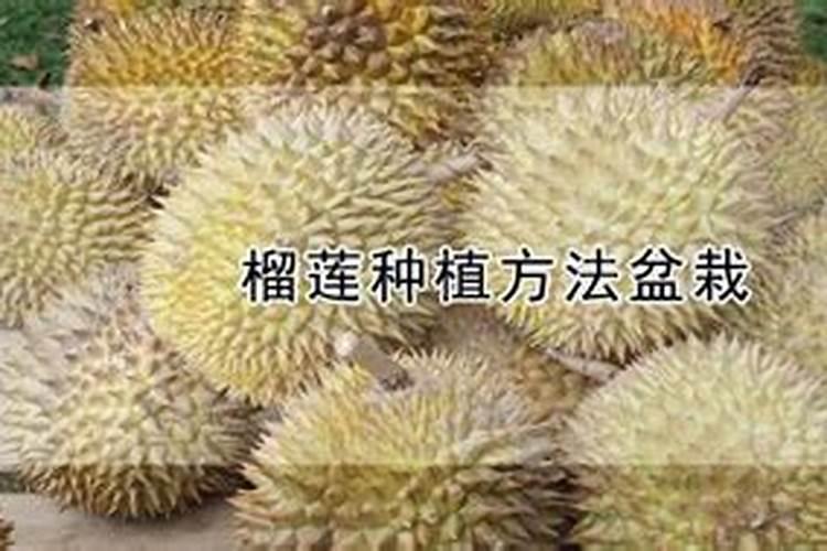 榴莲长了黑色的毛是什么情况啊？该怎么办啊？