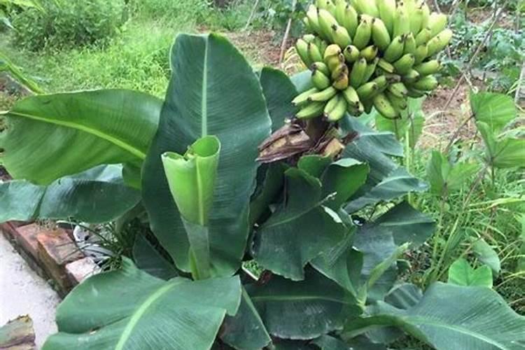 香蕉埋在土里可以做肥料吗