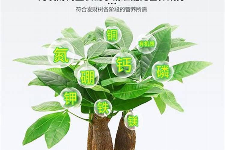 海棠花施什么肥好
