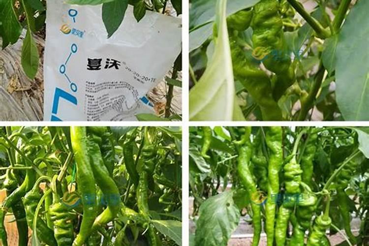 老鸦柿养殖方法和注意事项