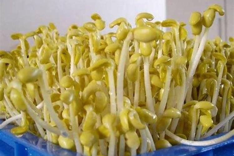 发黄豆芽烂掉黄豆能做花肥吗？
