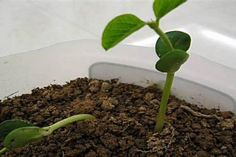 绿豆芽皮废物利用？