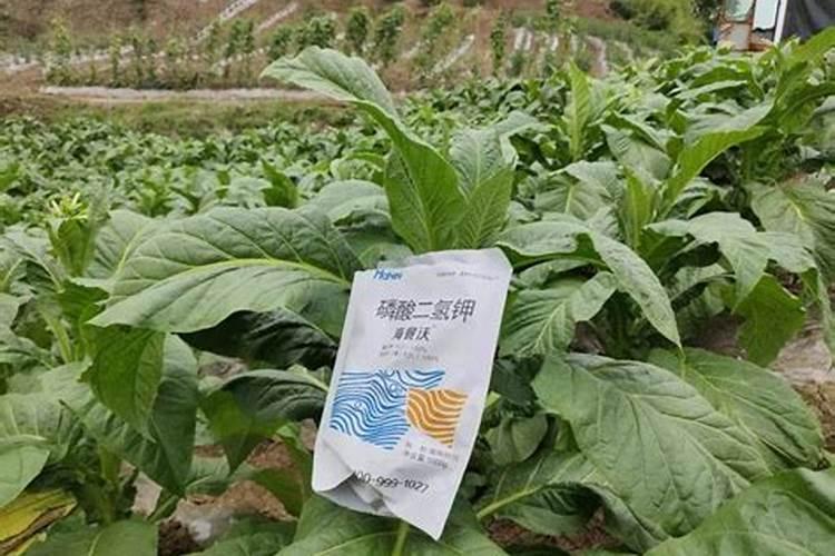 天堂鸟盆栽怎么养会开花天堂鸟盆栽养护开花的方法