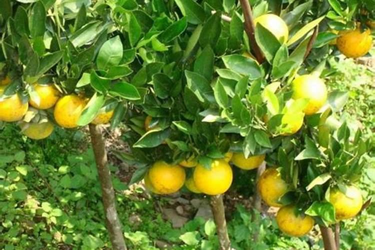 磷肥能杀青苔肥水吗