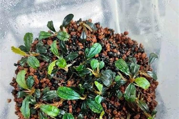 如何繁育毛色好的辣椒榕树？