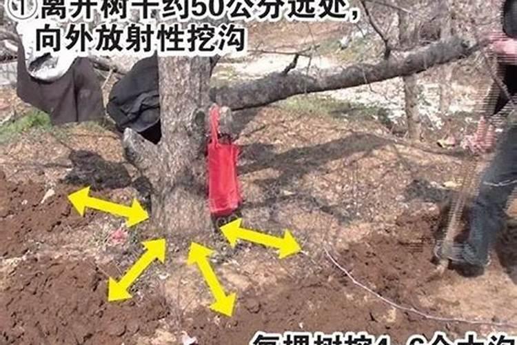 红水晶火龙果种植