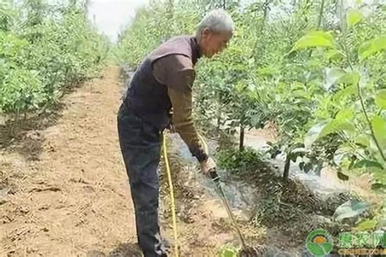香芹无公害高产栽培技术,香芹种植技术及田间管理