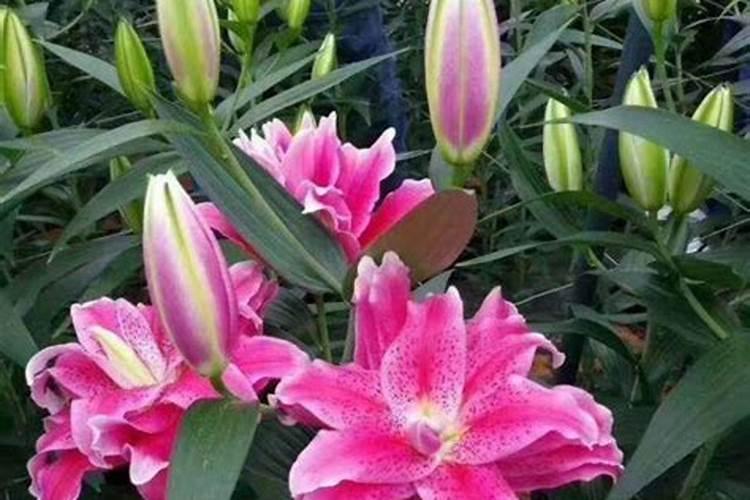 茶花、杜鹃花、栀子花适合浇什么肥料