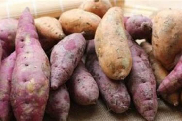 沙葛发芽了,还能吃吗