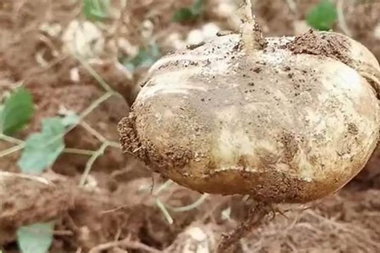 地瓜,红薯,山芋,是指同一个东西吗？