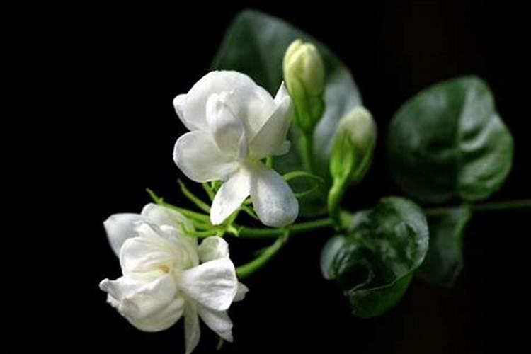 茉莉花的施肥方法