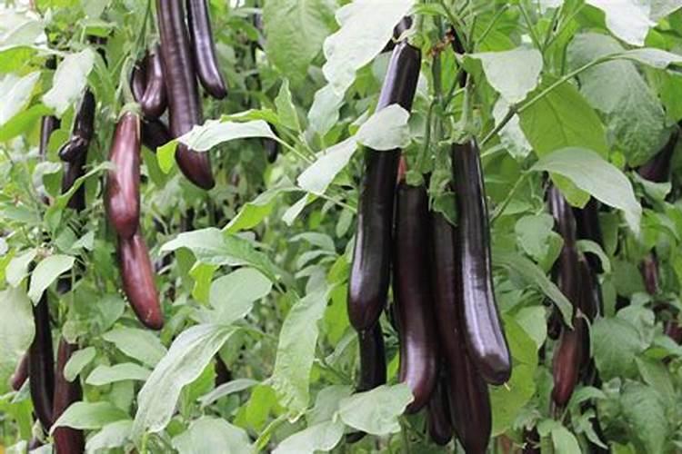 番茄挂果后怎么施肥 番茄施肥用什么肥料好