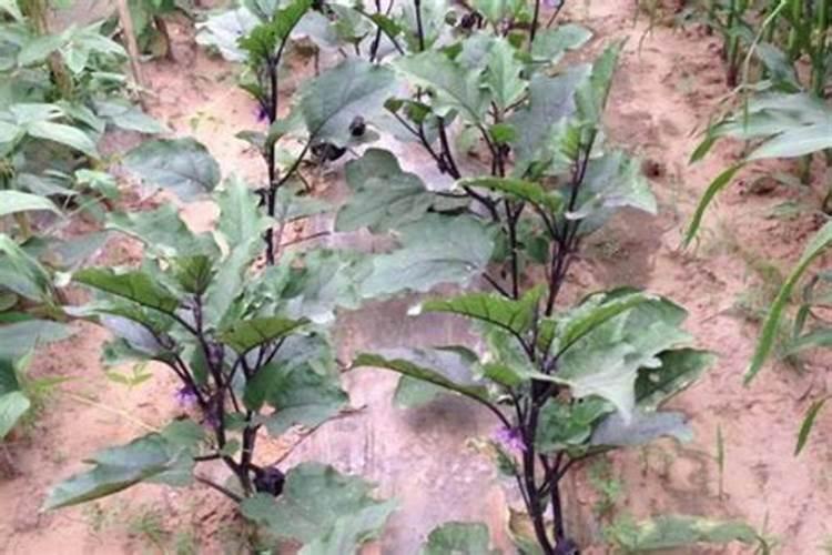 茄子的种植方法是什么呢？
