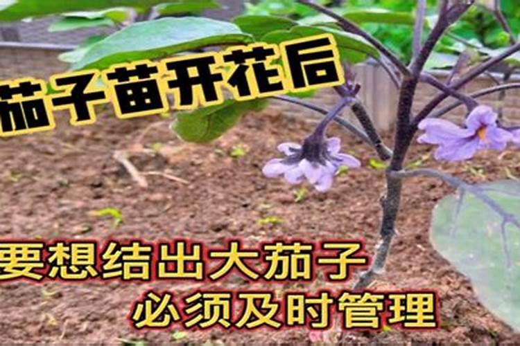 茄子苗叶子卷萎缩怎么办