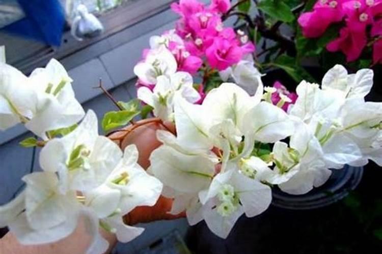 花多久施钾肥
