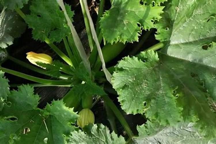 西葫芦露天种植怎么浇水施肥最好