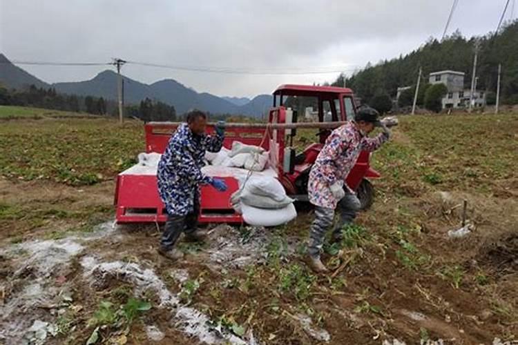 辣椒栽下去多少天可以施肥