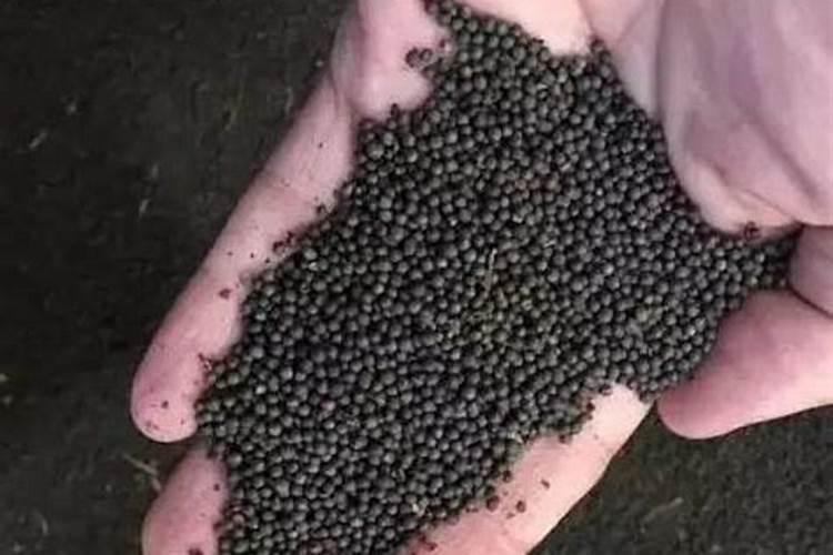 种植后什么时候施肥好