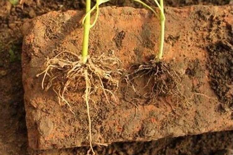 辣椒施肥,要哪种肥比较好