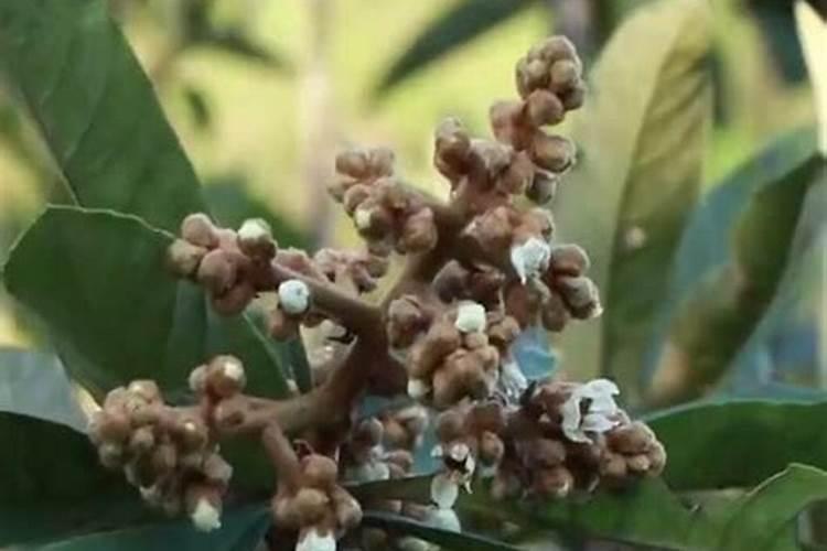枇杷开花时间施什么肥