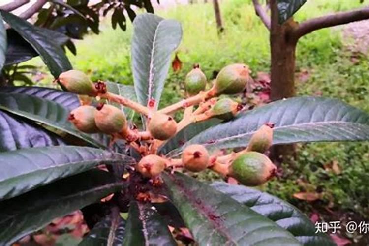 是否有一种农药在枇杷开花期间打进去座果率很好