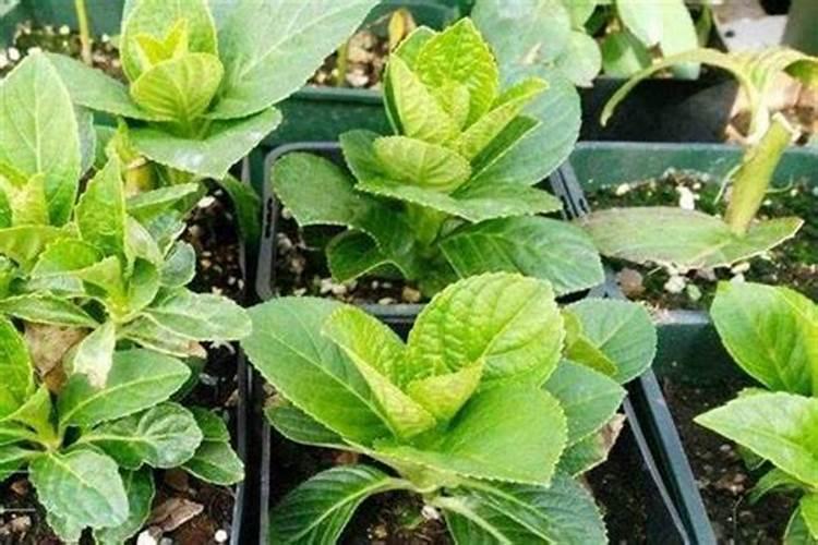 盆栽茉莉花花骨朵还没开呢就掉下来了是怎么回事？