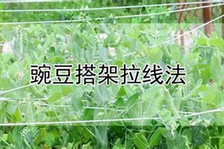 硼肥在什么时候喷施好