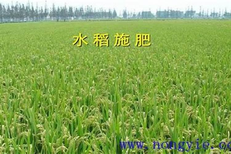 水稻用什么肥料好