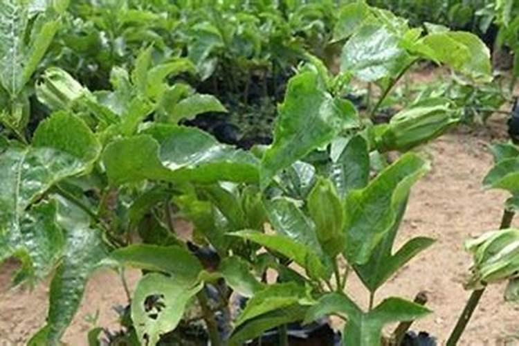 百香果如何施肥？百香果施肥方法