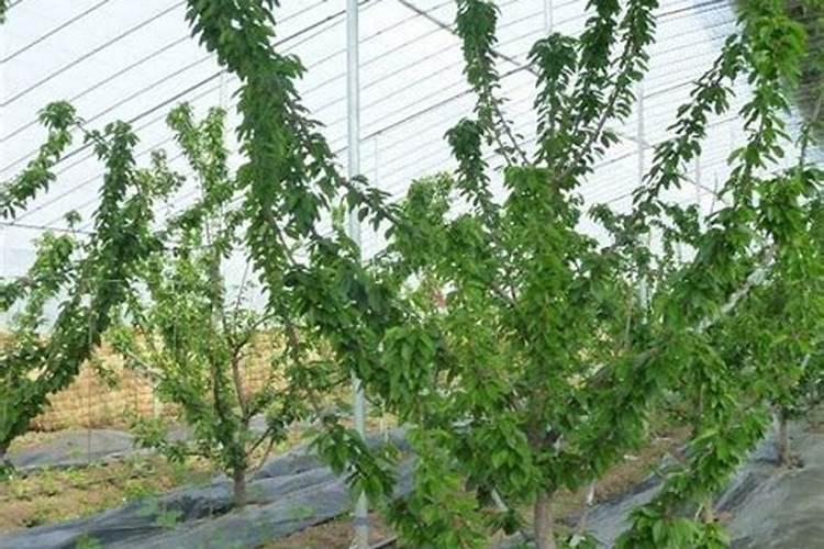 大棚油桃施肥方法