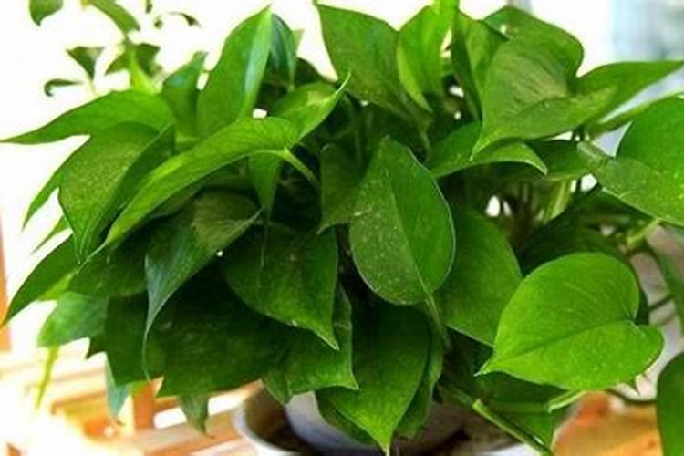 用什么肥水养护观叶植物叶片绿油油