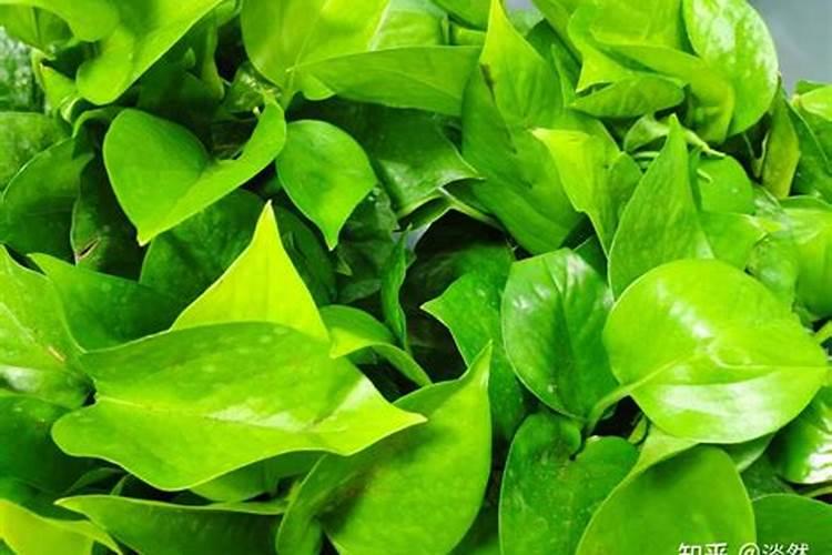 新疆双龙腐植酸有限公司的产品与服务
