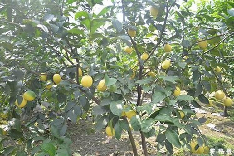 柠檬树用什么肥料好