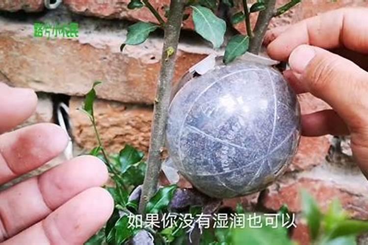 水培绿萝放什么长得快