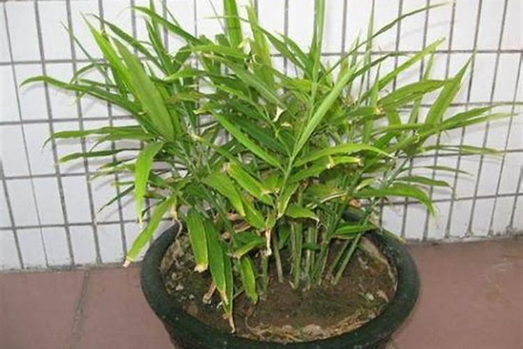 生姜种植施肥管理技术