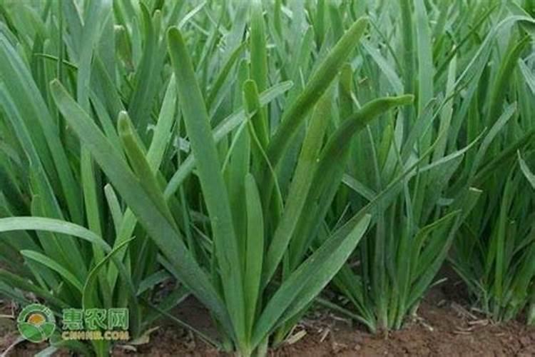 韭菜用什么肥料