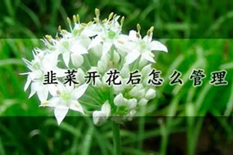 喷什么叶面肥能让韭菜变黑变绿
