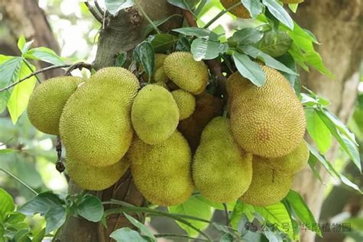 菠萝蜜应该怎么施肥 不开花怎么办